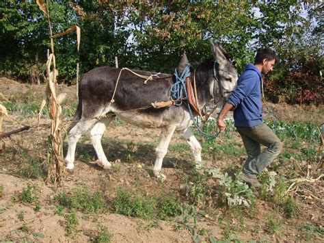 Travail agricole manuel et à traction animale du 19ème siècle
