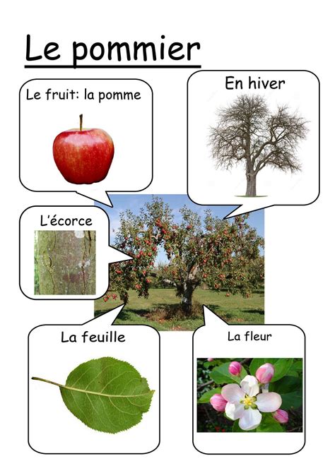 Panneau explicatif d'une variété de pommier dans un verger