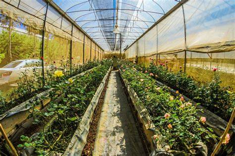 Serres de culture de plants fruitiers