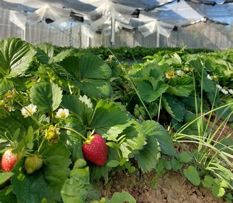 Fraises cultivées sous abri