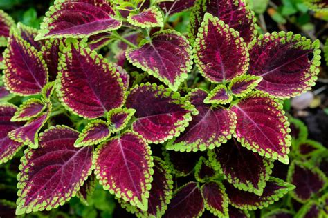 Plantes à feuillage violet et vert