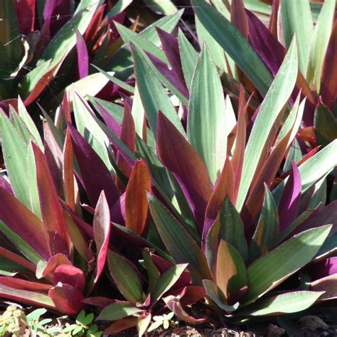 Feuillage de Tradescantia spathacea (Rhoéo)