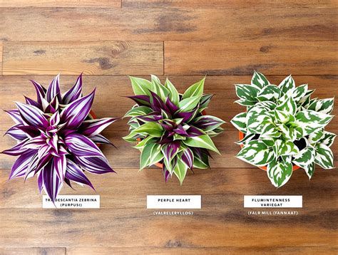 Diversité des variétés de Tradescantia