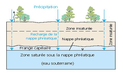 Schéma illustrant le fonctionnement d'une nappe phréatique élevée sous un canal d'irrigation et l'impact sur les racines des arbres