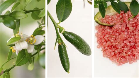Gros plan sur une fleur de citronnier caviar