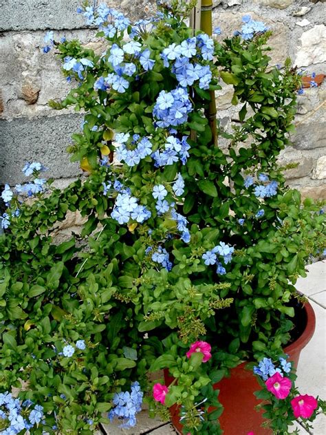 Plumbago fleurissant sur un mur