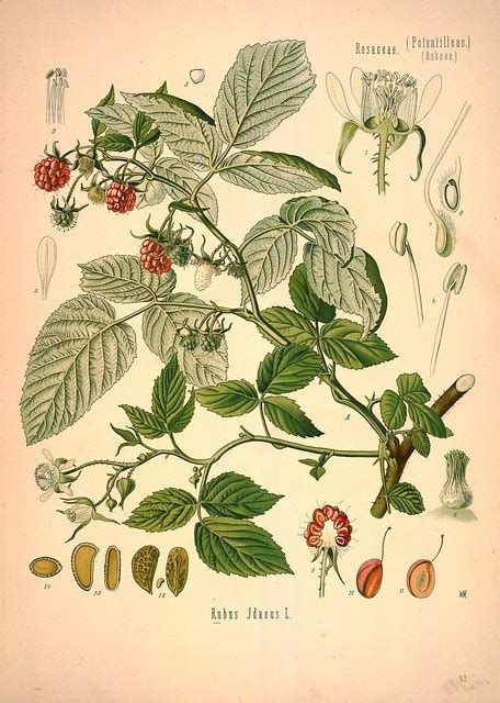 Illustration botanique montrant les feuilles dentelées du framboisier rouge Rubus idaeus