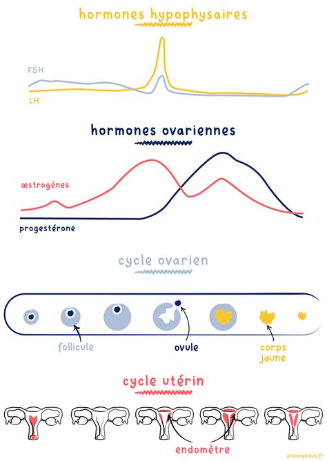 Schéma explicatif des cycles hormonaux chez la jument et points d'action des nutriments végétaux