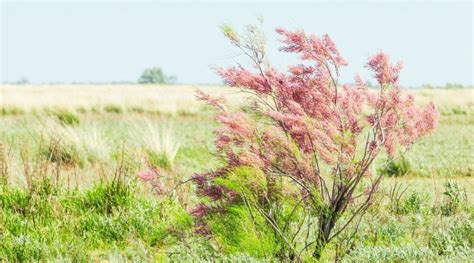 Paysage côtier avec des tamaris en fleurs