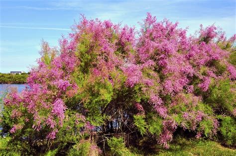 Gros plan sur le feuillage fin et les fleurs en grappes d'un tamaris