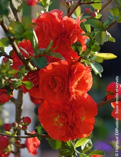 Gros plan sur les fleurs doubles orange du Mango Storm