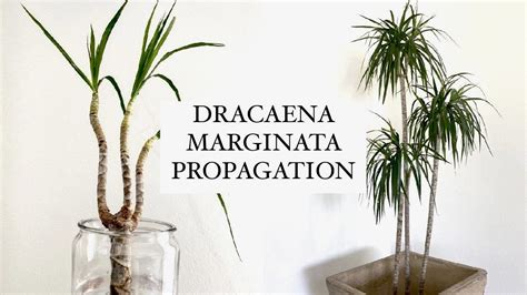 Schéma montrant l'emplacement idéal pour un Dracaena marginata dans une pièce lumineuse