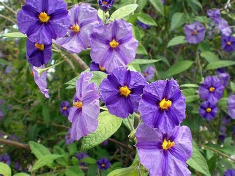 Illustration détaillée d'une fleur de Solanum rantonnetii montrant sa forme étoilée caractéristique.