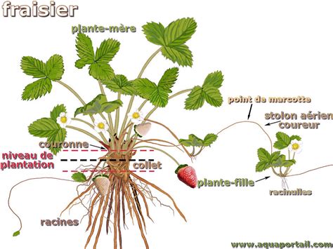 Schéma illustrant l'anatomie d'un fraisier avec ses stolons, ses racines, son collet et ses fleurs