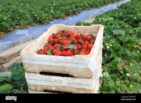 Panier de fraises fraîchement cueillies montrant une belle maturité