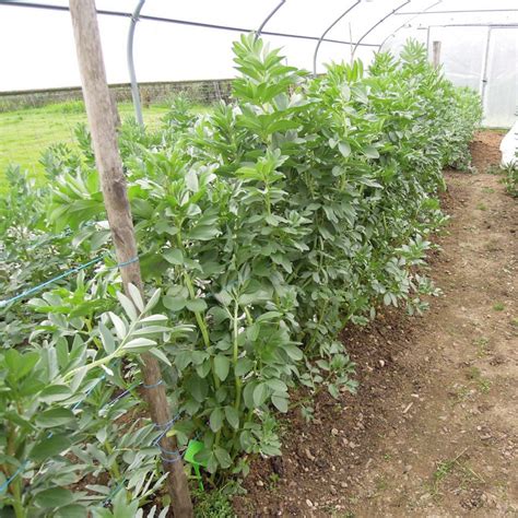 une main récoltant des fèves tendres dans un potager printanier sous un soleil doux
