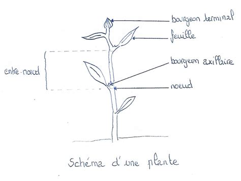 Illustration botanique détaillée montrant la morphologie de la tige ramifiée et des feuilles alternes de la renouée des oiseaux