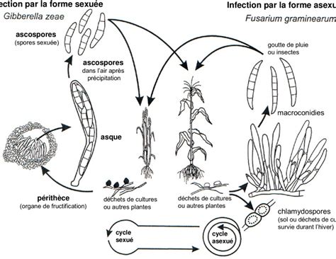 Schéma illustrant le cycle de vie du Fusarium graminearum dans les résidus de culture et l'infection des épis de blé
