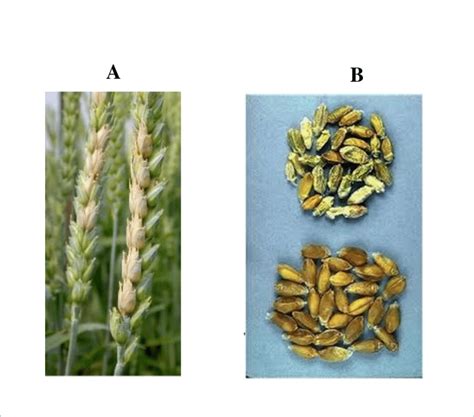 Grains de blé sain et grains de blé affectés par la fusariose