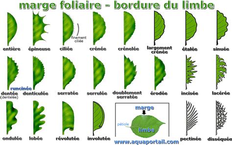 Illustration détaillée montrant la forme cordiforme et la marge dentée d'une feuille de noisetier