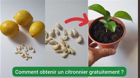 Comparaison entre un citronnier greffé et un citronnier issu de semis ou bouturage