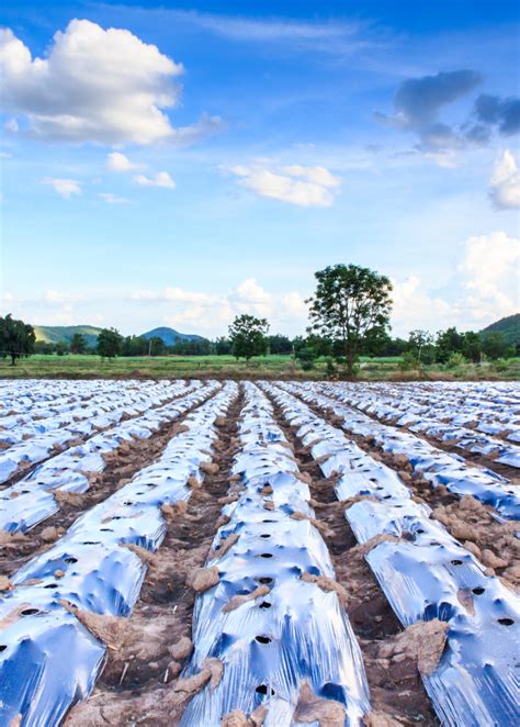 Champ agricole préparé avec des films de paillage et des plants