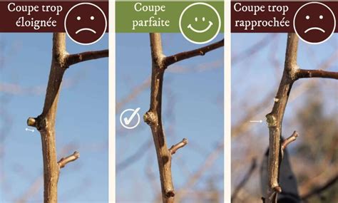 Schéma illustrant l'évolution d'une lésion chancreuse sur une branche d'arbre fruitier, montrant l'écorce nécrosée, les bourrelets cicatriciels et le bois exposé.