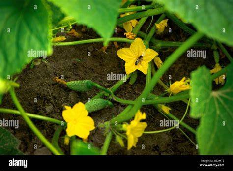 Plante de cornichon avec des fleurs jaunes