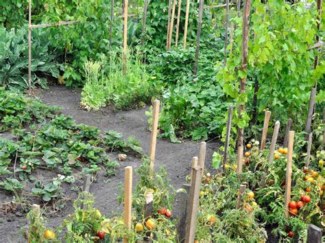 Jardin potager avec des rangs de légumes