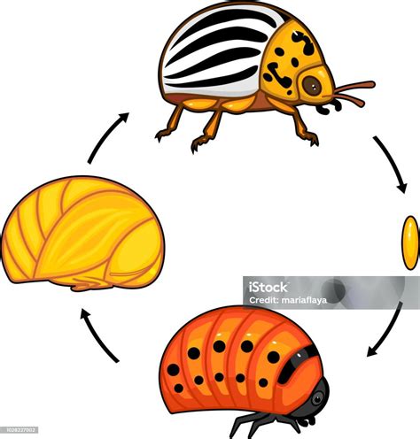 Illustration du cycle de vie du doryphore de la pomme de terre