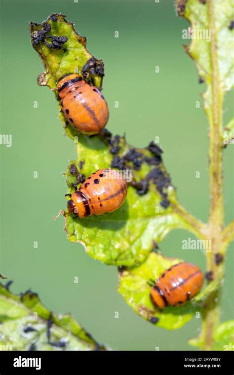 Illustration d'une coccinelle mangeant une larve de doryphore