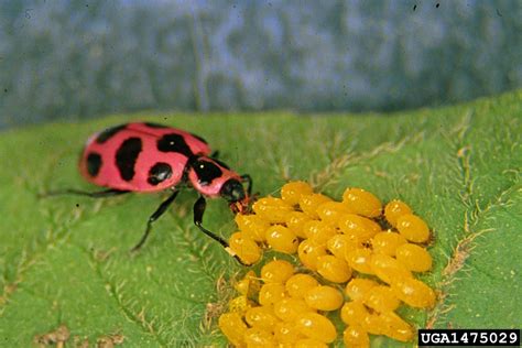Comparaison visuelle entre œufs de doryphore et œufs de coccinelle