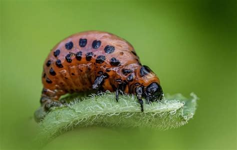 Photo rapprochée d'une larve de doryphore et d'une nymphe de coccinelle pour comparaison