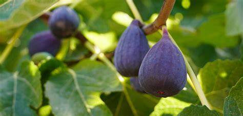 Arbre figuier majestueux avec des fruits mûrs