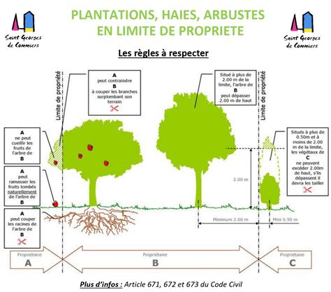 Illustration des règles de distance pour les plantations en limite de propriété