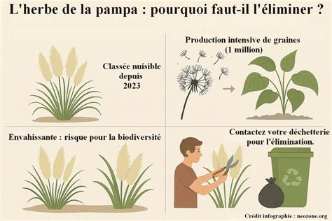 Illustration comparative de l'Herbe de la Pampa et d'une plante locale