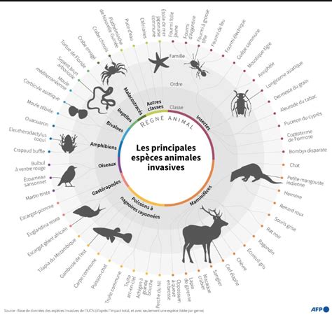 Diagramme illustrant la compétition pour les ressources entre espèces indigènes et envahissantes