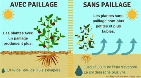 Infographie comparant différents types de paillage (organique, minéral, synthétique)