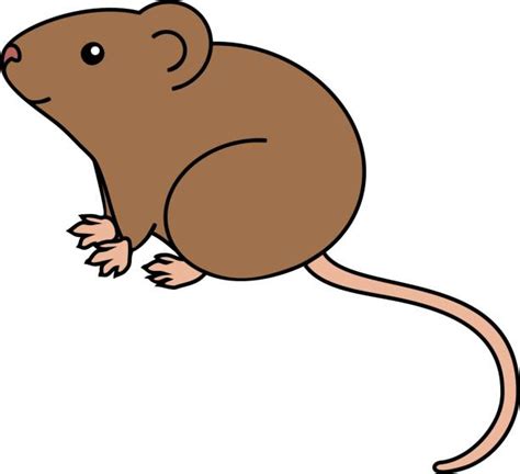 Dessin comparatif mulot, souris, campagnol