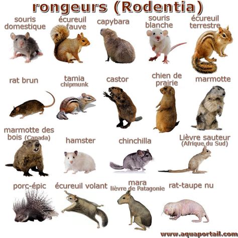 Diagramme comparatif des trous de rongeurs