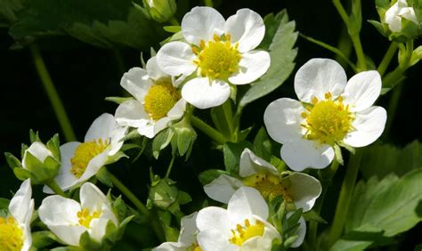 Fleurs de fraisier en gros plan