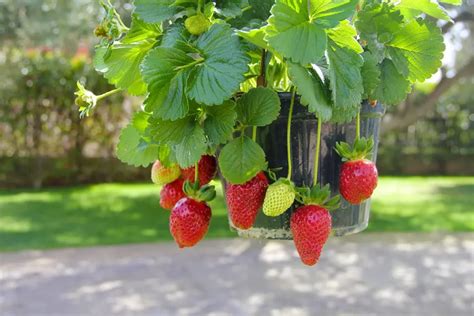 Champ de fraisiers sous serre