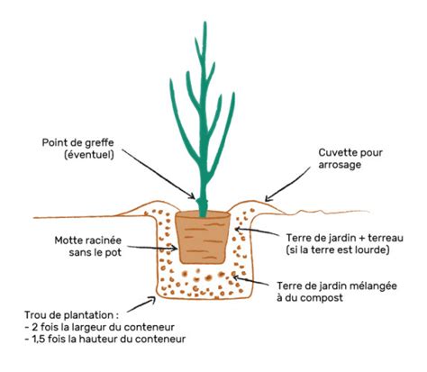 Schéma de plantation d'un arbuste en pleine terre