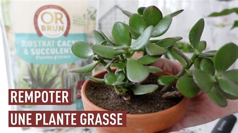 rempotage plante grasse