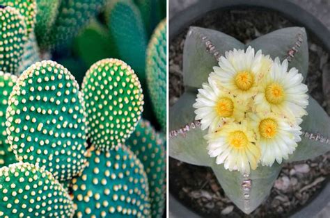 différentes variétés de cactus