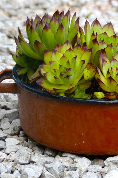 plantes grasses rentrées pour l'hiver