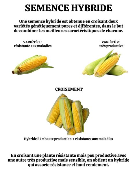 Schéma comparatif entre semences paysannes et hybrides F1