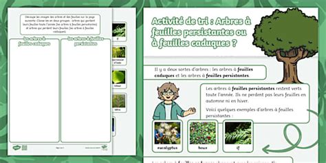 Comparaison visuelle des symboles d'arbres à feuilles caduques et à feuilles persistantes en vue de dessus