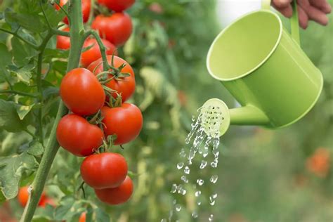 Arrosage de tomates en été