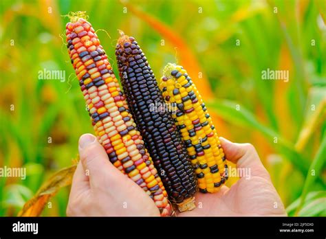 Champ de maïs diversifié avec des épis de différentes couleurs et tailles